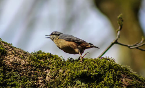 Close-up of bird perching on tree