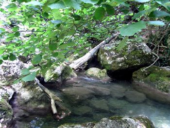 Rocks in pond