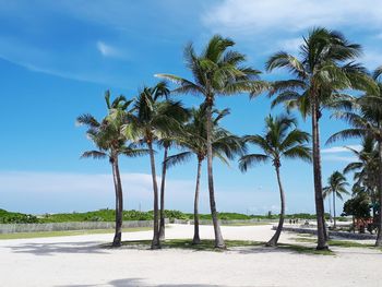 Palm trees on beach against sky