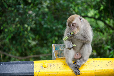 Close-up of monkey sitting on tree