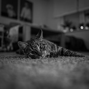 Portrait of a cat resting at home