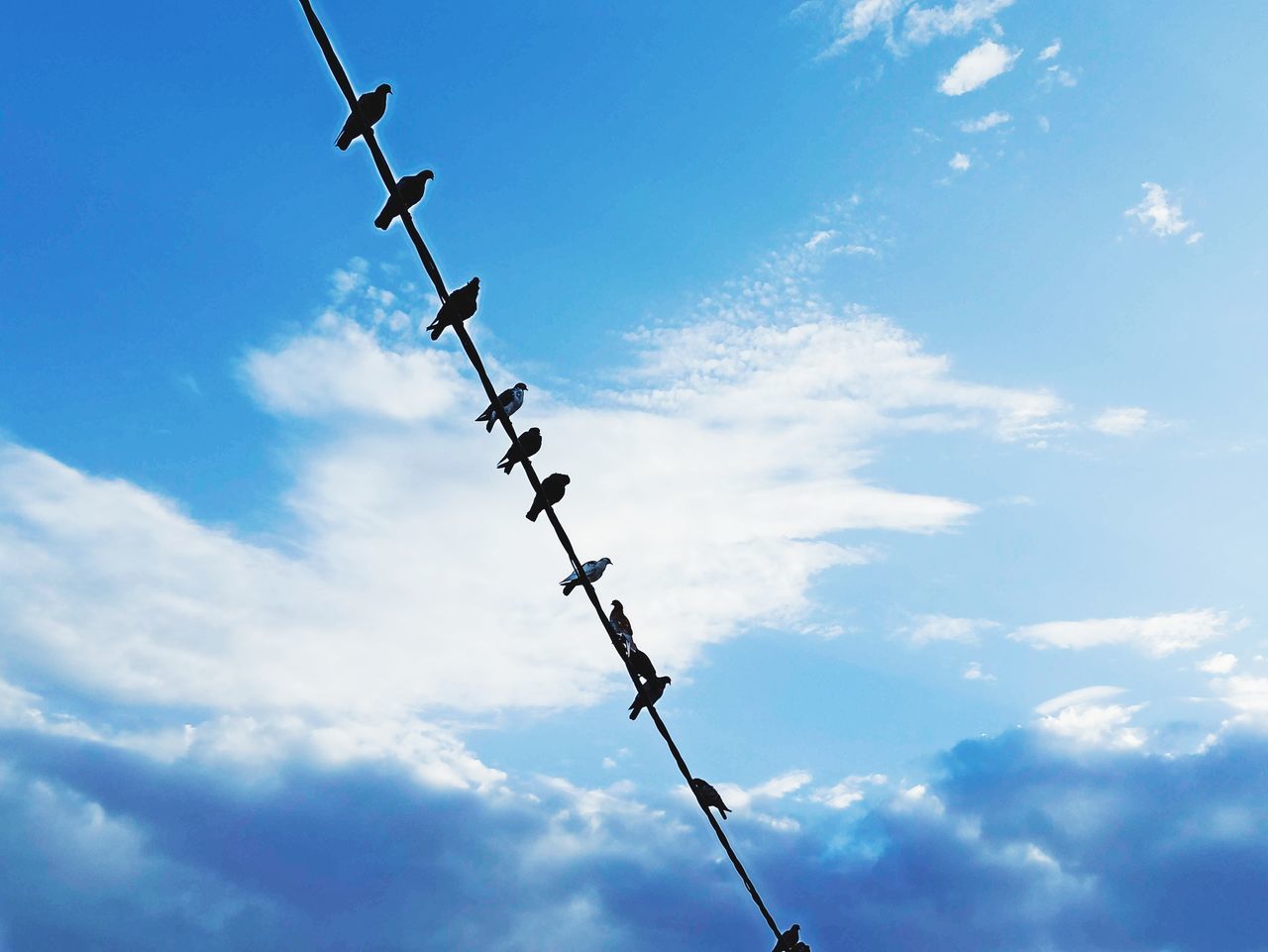 LOW ANGLE VIEW OF SILHOUETTE BIRDS ON POWER LINES