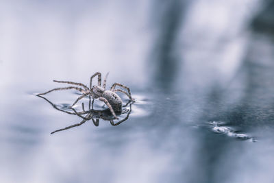 Close-up of spider