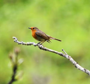 Close-up of bird perching on branch