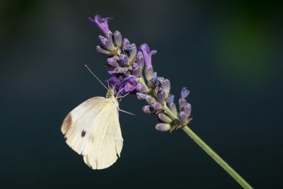 Close-up of butterfly pollinating on purple flower