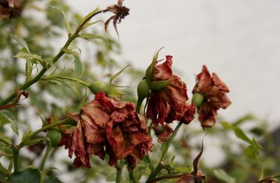 Close-up of red flowering plant