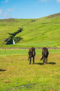 Horses in a field