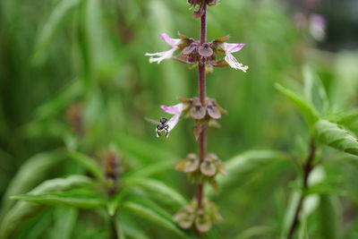 Close-up of purple flowering plant