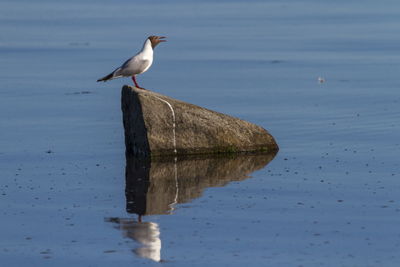 Adult summer plumage black-headed gull, chroicocephalus ridibundus, trelleborg, sweden