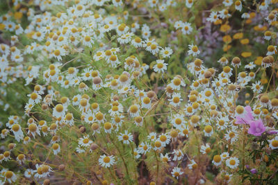 Close-up of flowers blooming outdoors