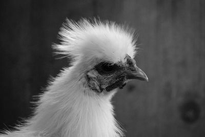 Close-up of a bird looking away