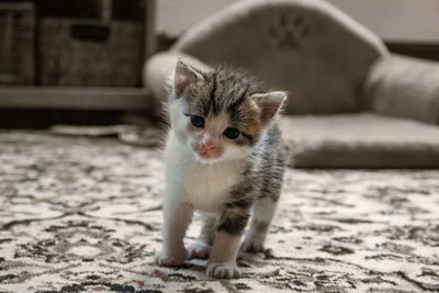 Portrait of kitten on carpet at home