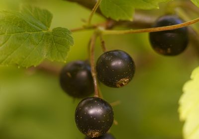 Close-up of berries growing on plant