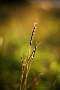 Close-up of crops on field