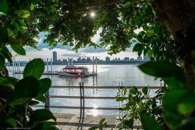 Reflection of trees in water