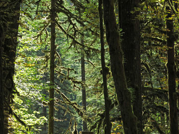 View of trees in forest