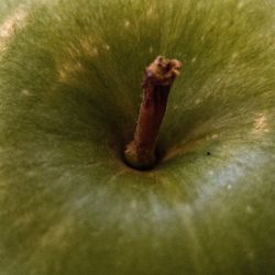 Close-up of lizard on flower