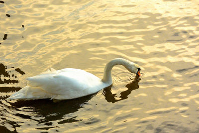 High angle view of swan swimming on lake