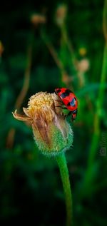 Close-up of insect pollinating on flower