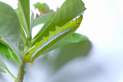 Caterpillar eating leaves on a white background.