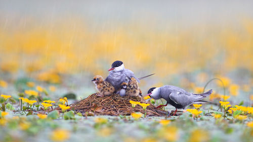 Bird family on field