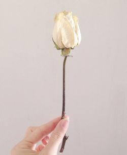 Close-up of hand holding flower over white background