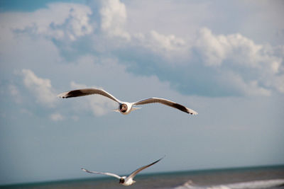 Seagulls flying over sea against sky