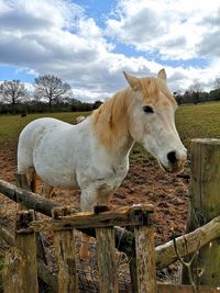 Horse standing in ranch