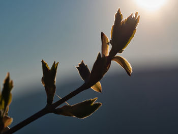 Close-up of flowering plant against sky during sunset