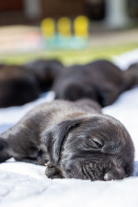 Close-up of dog sleeping on bed