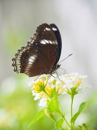 Close-up of butterfly pollinating on flower