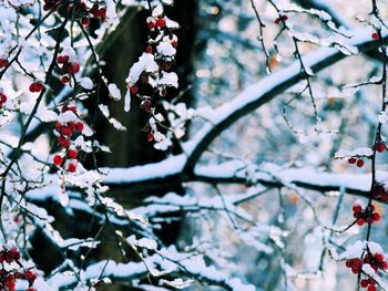 Close-up of plant growing on tree