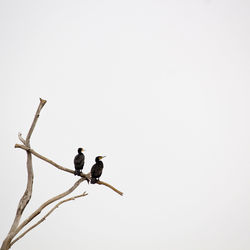 Bird perching on tree trunk