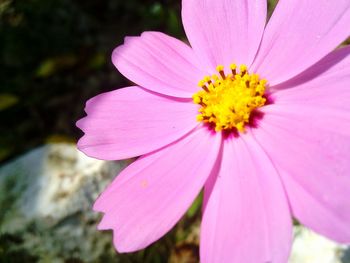 Close-up of pink cosmos flower blooming outdoors