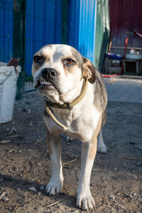 Close-up of dog