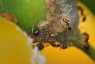 Close-up of insect on yellow wall