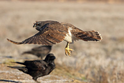 Close-up of eagle