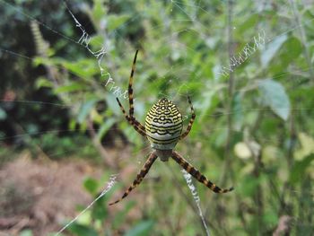 Close-up of spider on web