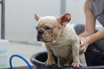 Woman bathing dog in tub at yard