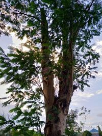 Low angle view of tree against sky