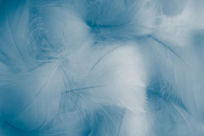 Full frame shot of white feather