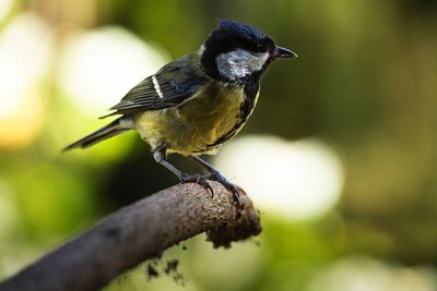 Close-up of bird perching on branch