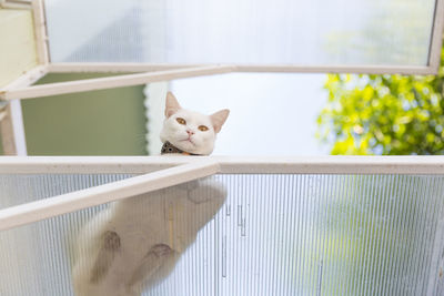 Portrait of cat by window