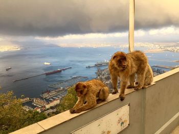 Dogs on sea shore