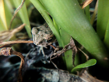 Close-up of frog on plant