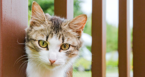 Close-up portrait of a cat