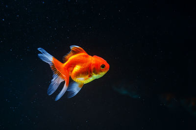 Fish swimming in sea