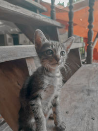 Portrait of cat sitting outdoors