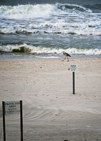 Seagulls on beach