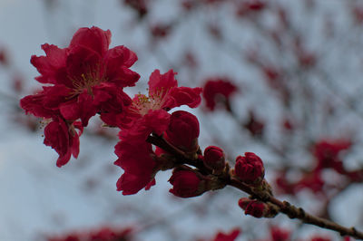 Close-up of red cherry blossom on tree